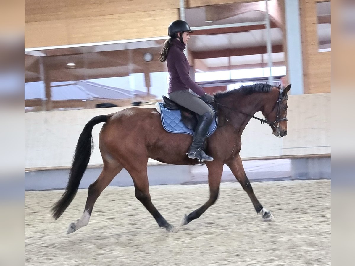 Oldenburg Giumenta 4 Anni 165 cm Baio in Leimersheim