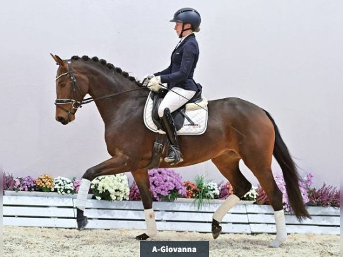 Oldenburg Giumenta 4 Anni 165 cm Baio scuro in Vechta