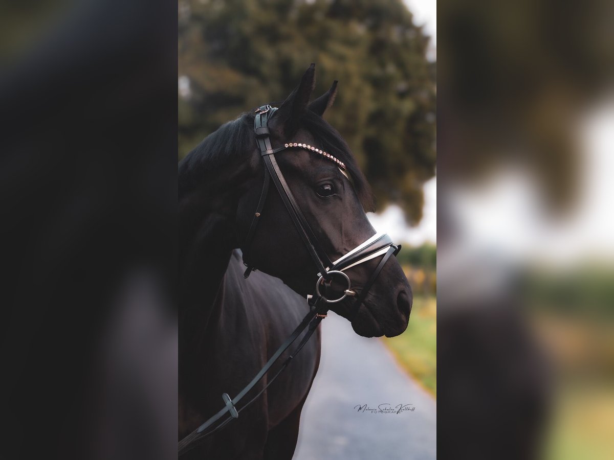 Oldenburg Giumenta 4 Anni 165 cm Morello in Dorsten