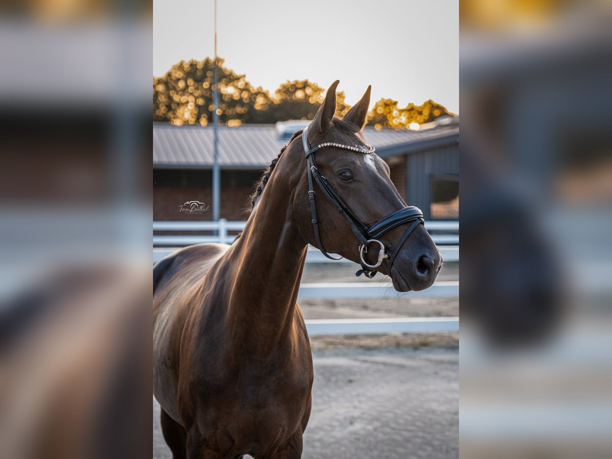 Oldenburg Giumenta 4 Anni 165 cm Morello in Unna