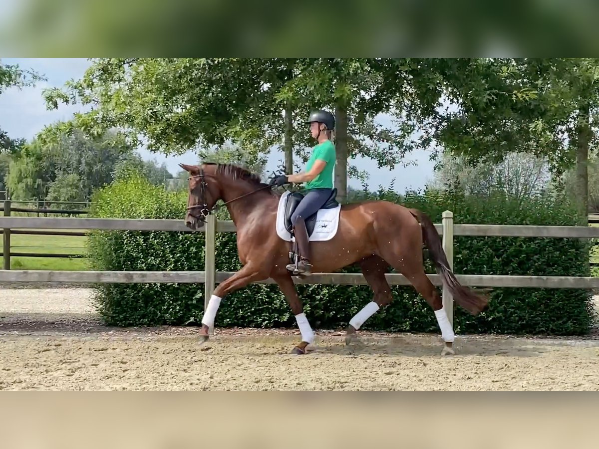 Oldenburg Giumenta 4 Anni 166 cm Sauro in Zaffelare