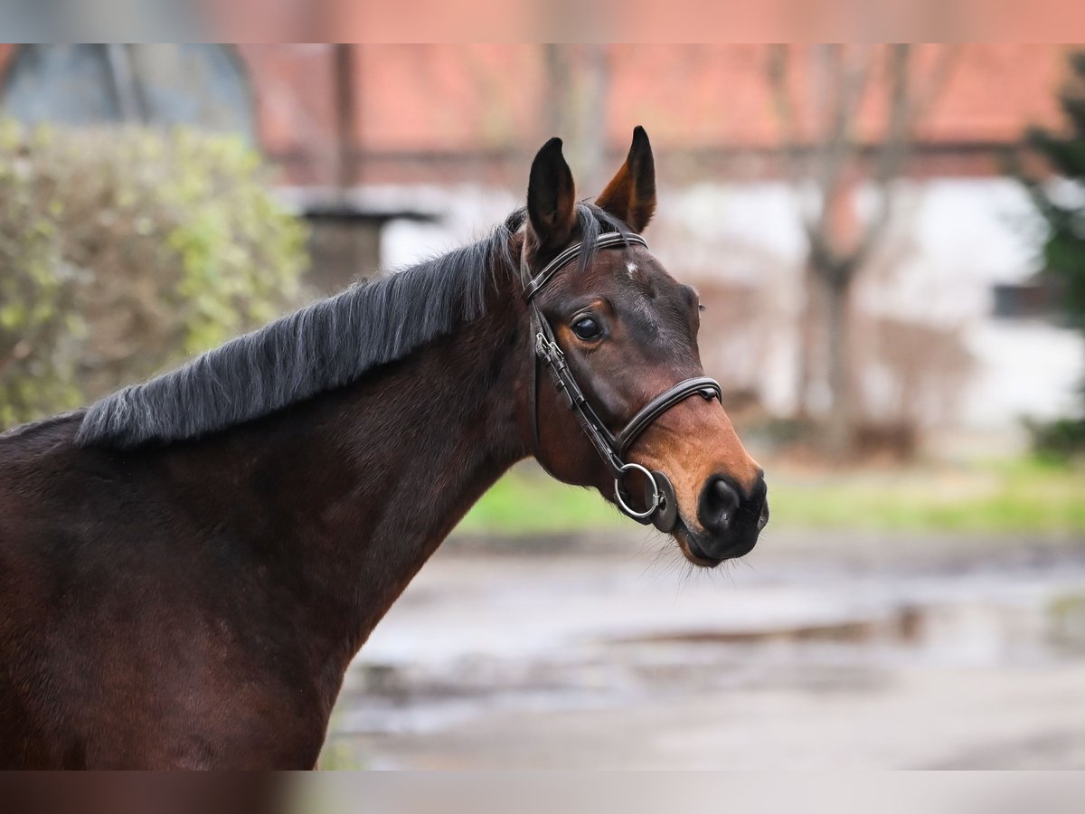 Oldenburg Giumenta 4 Anni 167 cm Baio in Stary Gołębin