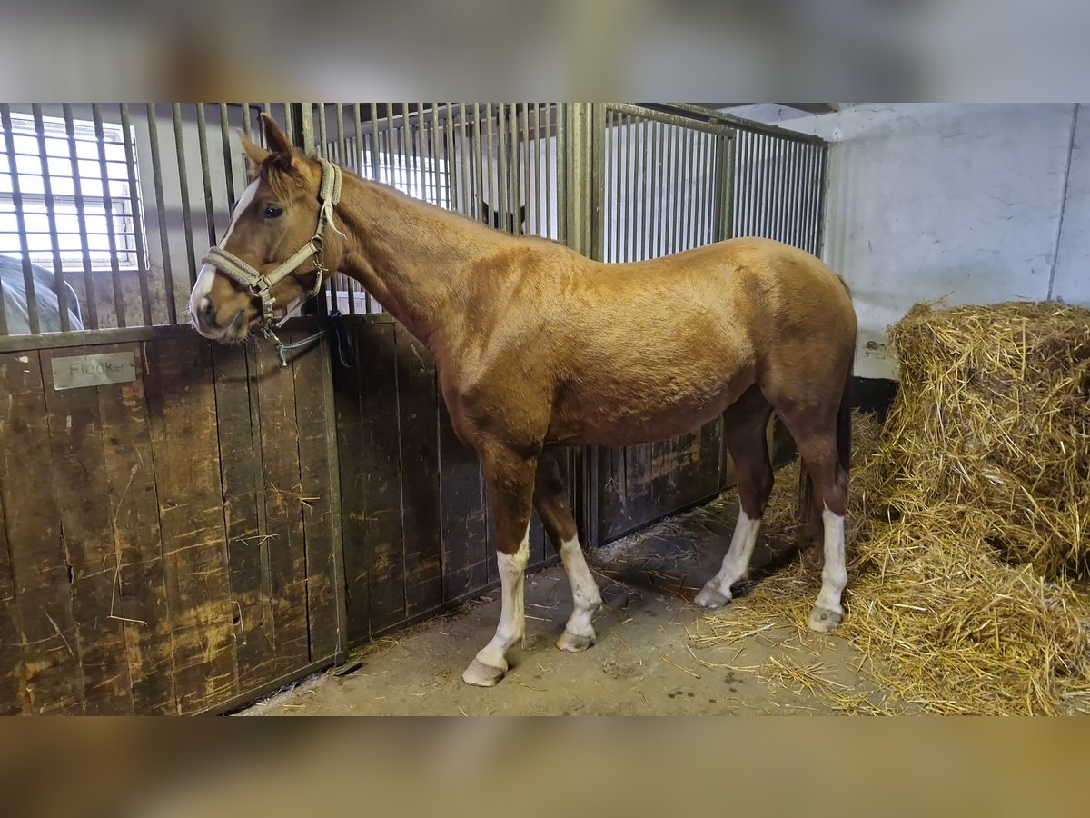 Oldenburg Giumenta 4 Anni 167 cm Sauro in Bitburg