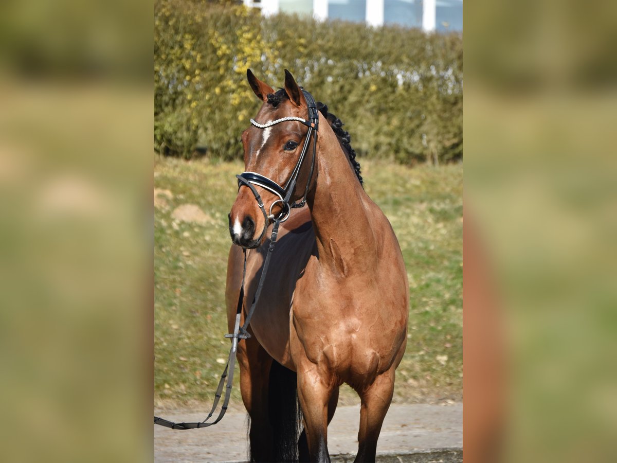 Oldenburg Giumenta 4 Anni 168 cm Baio scuro in F&#xFC;rstenau