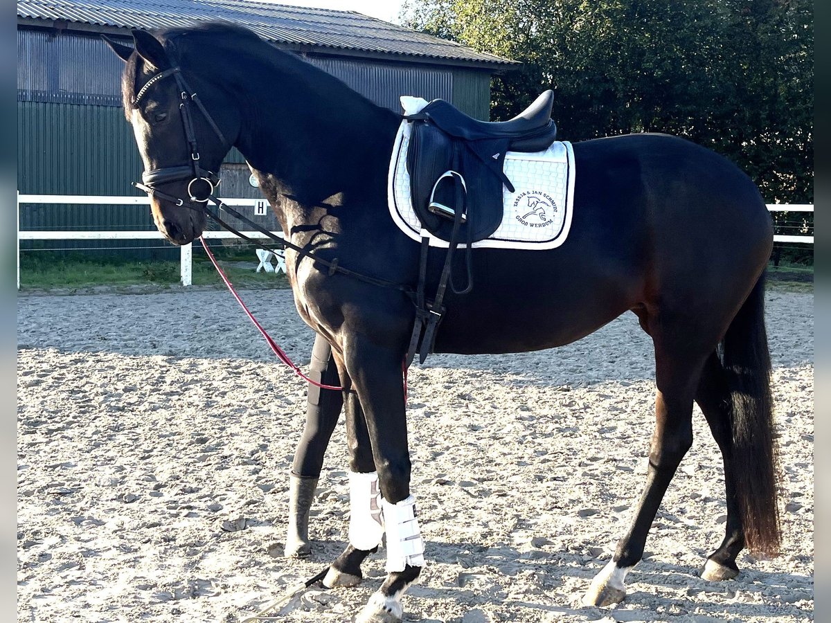 Oldenburg Giumenta 4 Anni 168 cm Baio scuro in Wangerland Hohenkirchen