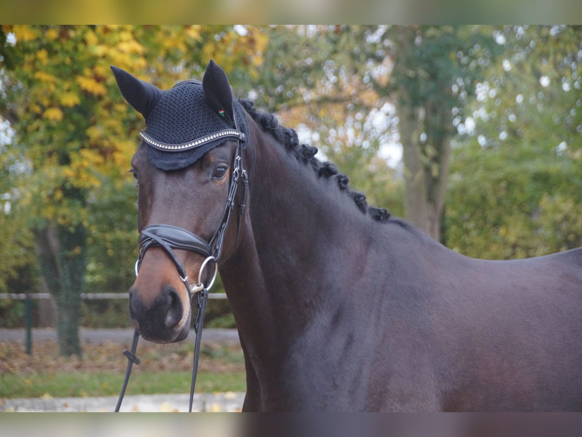 Oldenburg Giumenta 4 Anni 168 cm Baio scuro in Kehl Sundheim
