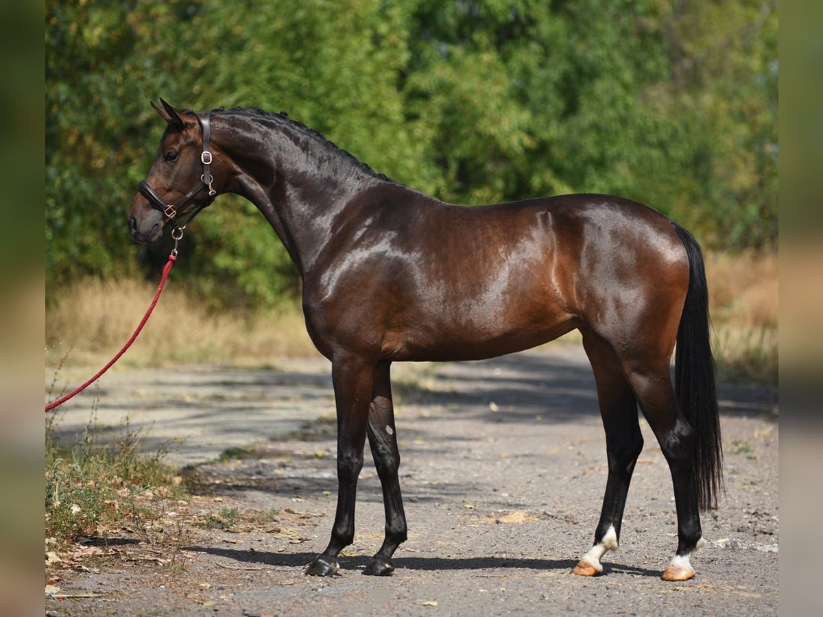 Oldenburg Giumenta 4 Anni 170 cm Baio scuro in Achau