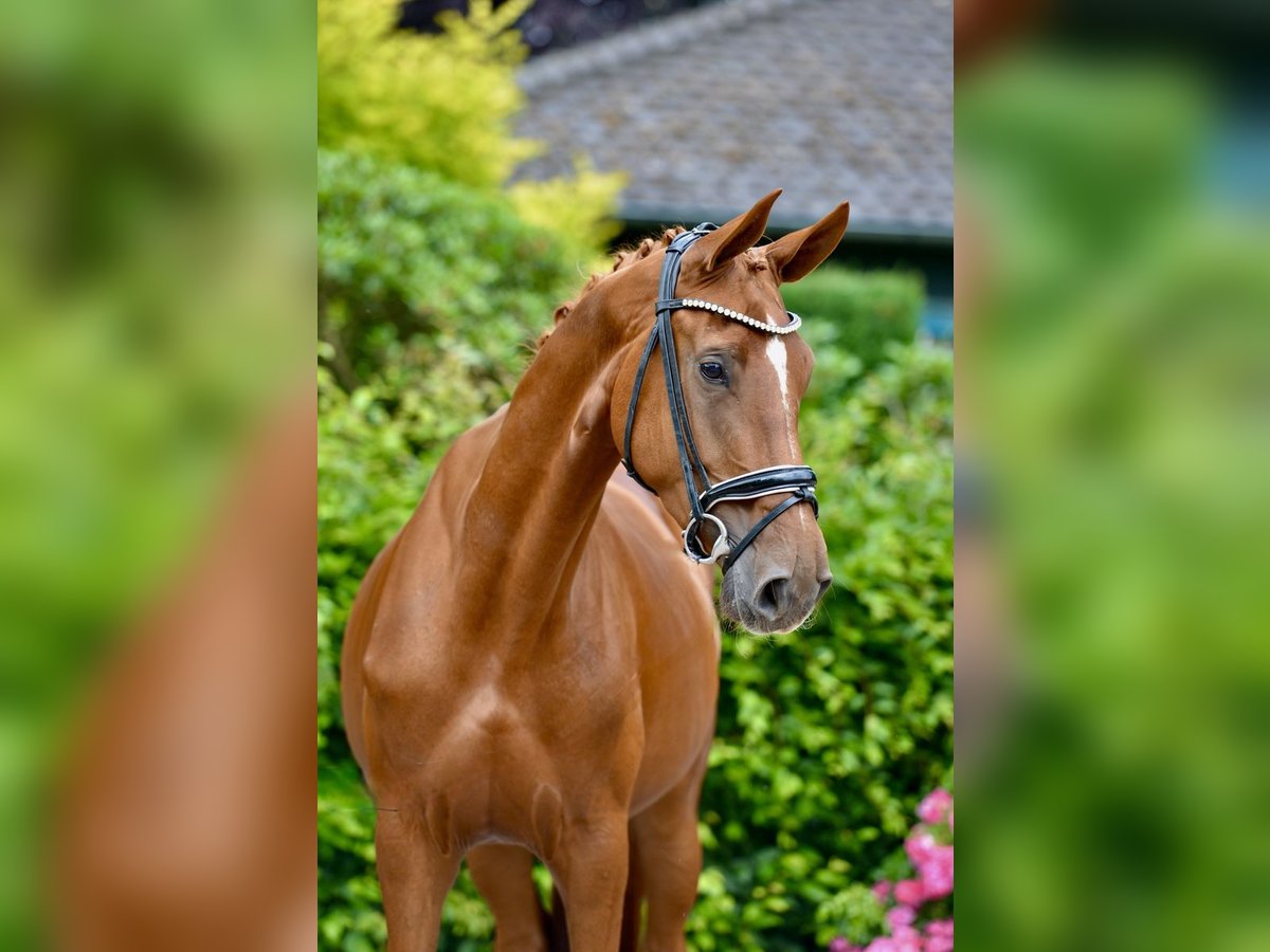 Oldenburg Giumenta 4 Anni 172 cm Sauro in Vechta