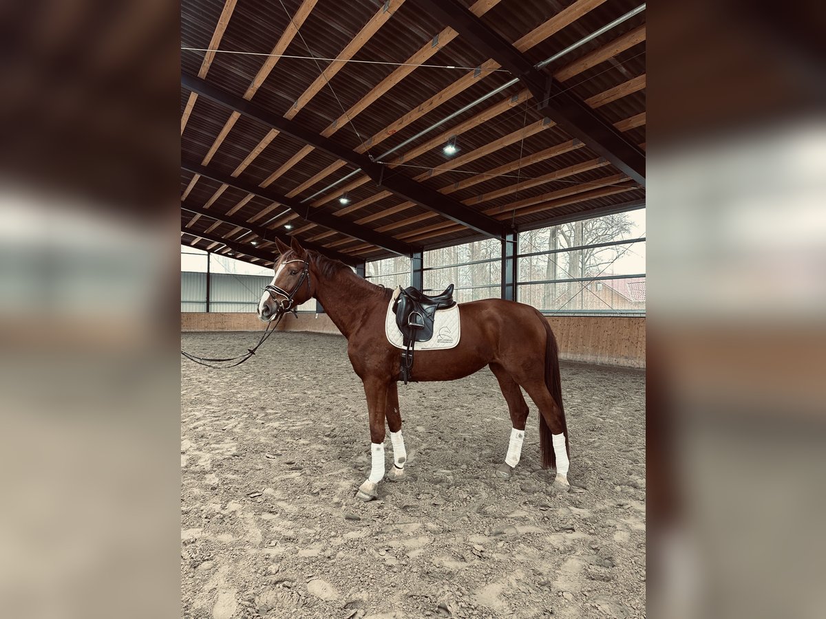 Oldenburg Giumenta 4 Anni 172 cm Sauro scuro in Hohenhameln