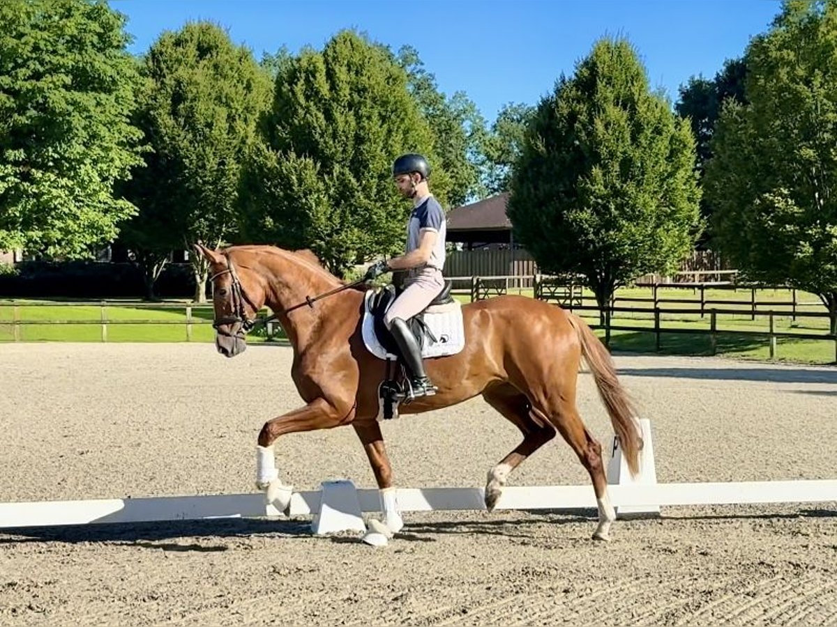 Oldenburg Giumenta 4 Anni 174 cm Sauro in F&#xFC;rstenau