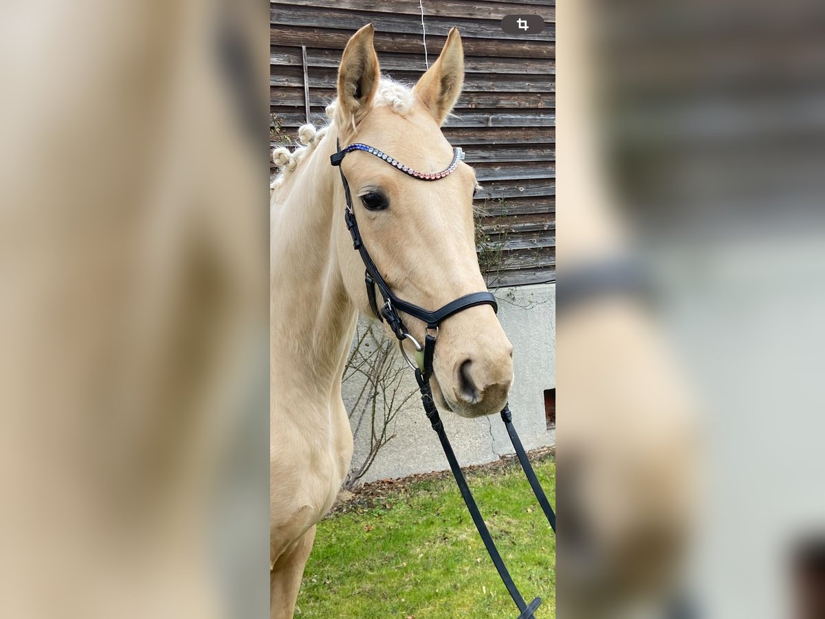 Oldenburg Giumenta 4 Anni 175 cm Palomino in GeisenhausenLandshut