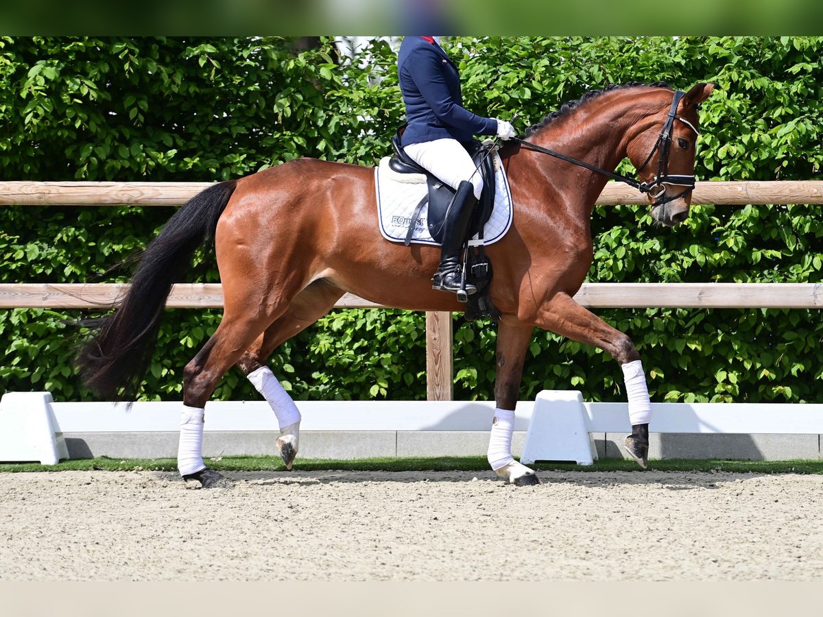 Oldenburg Giumenta 4 Anni Baio in Wesenberg