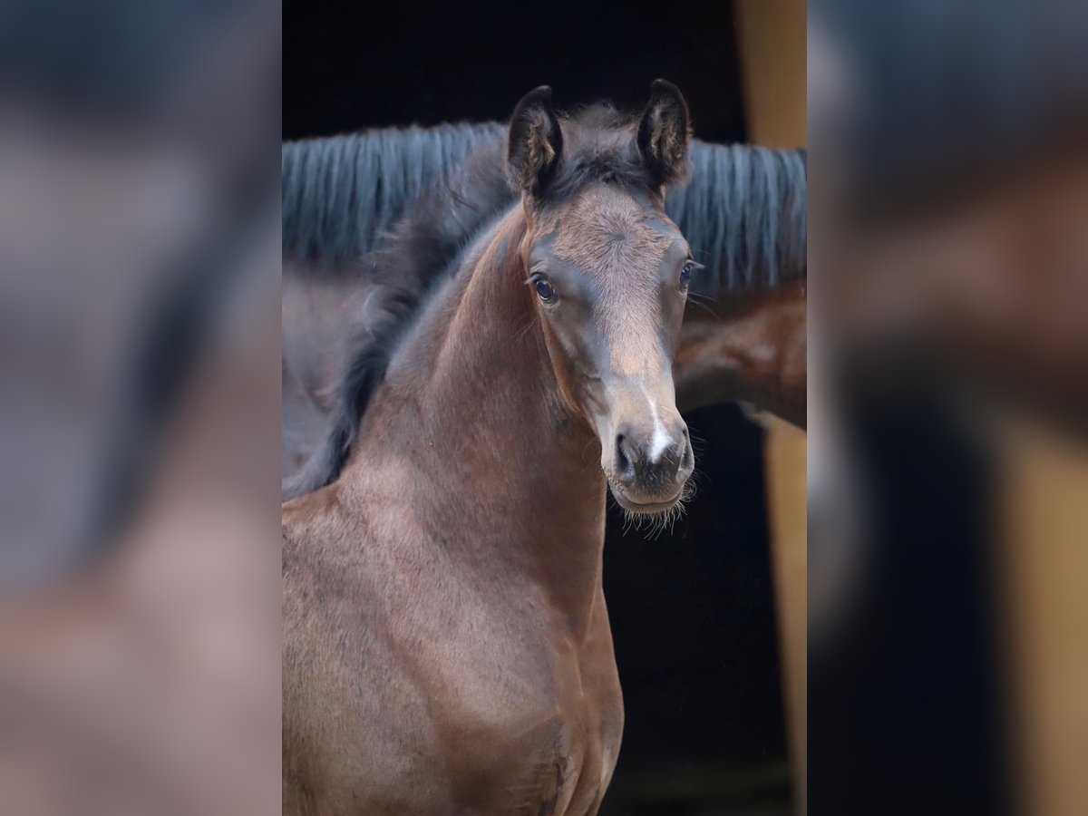 Oldenburg Giumenta 4 Anni Morello in Neuzeug