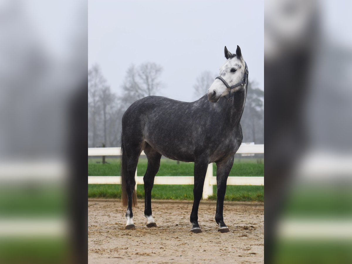 Oldenburg Giumenta 5 Anni 162 cm Grigio in Bremervörde