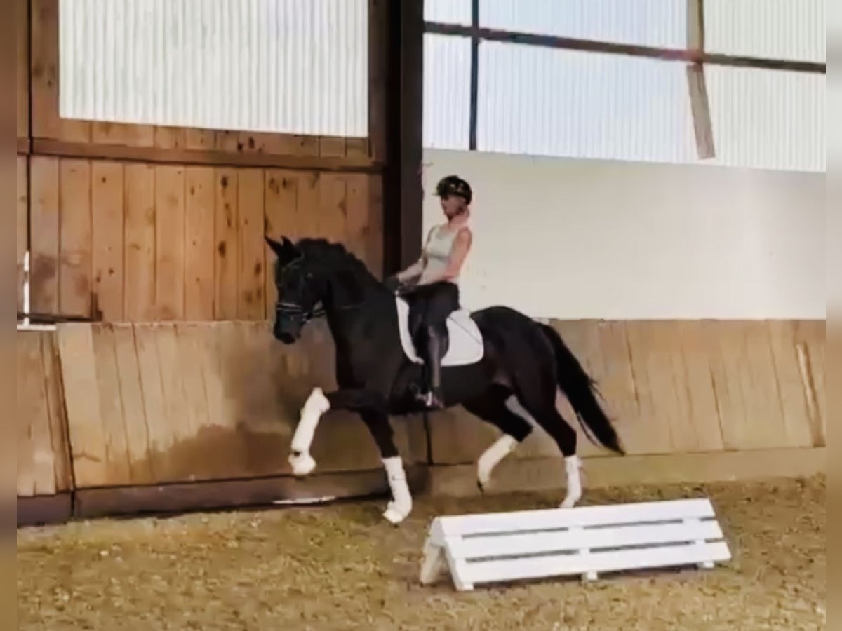 Oldenburg Giumenta 5 Anni 163 cm Baio nero in Bielefeld