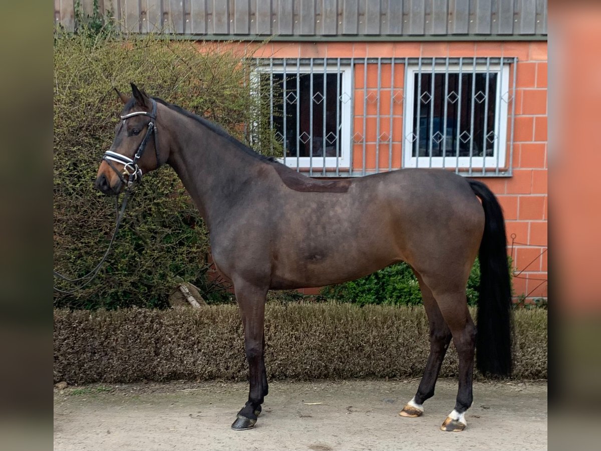 Oldenburg Giumenta 5 Anni 164 cm Baio scuro in Hepstedt