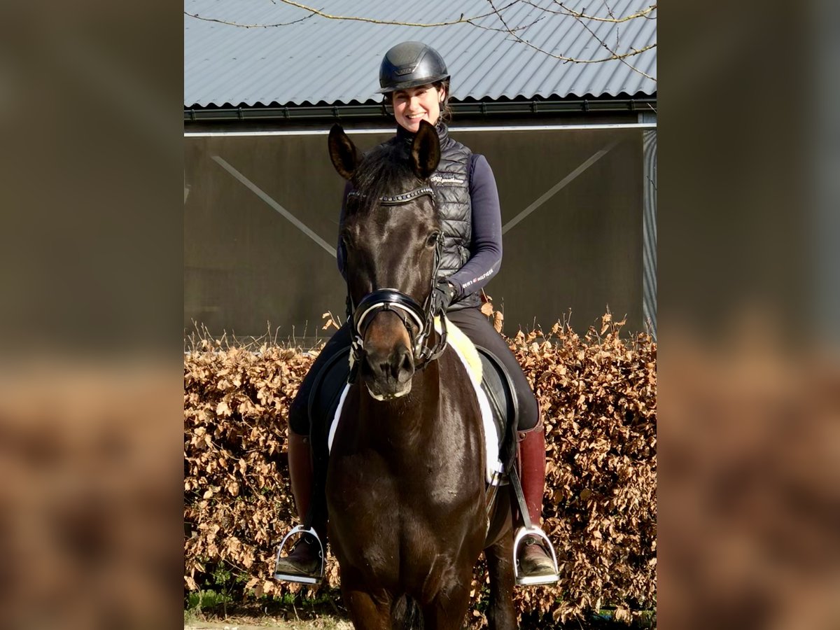 Oldenburg Giumenta 5 Anni 164 cm Baio scuro in Neeritter