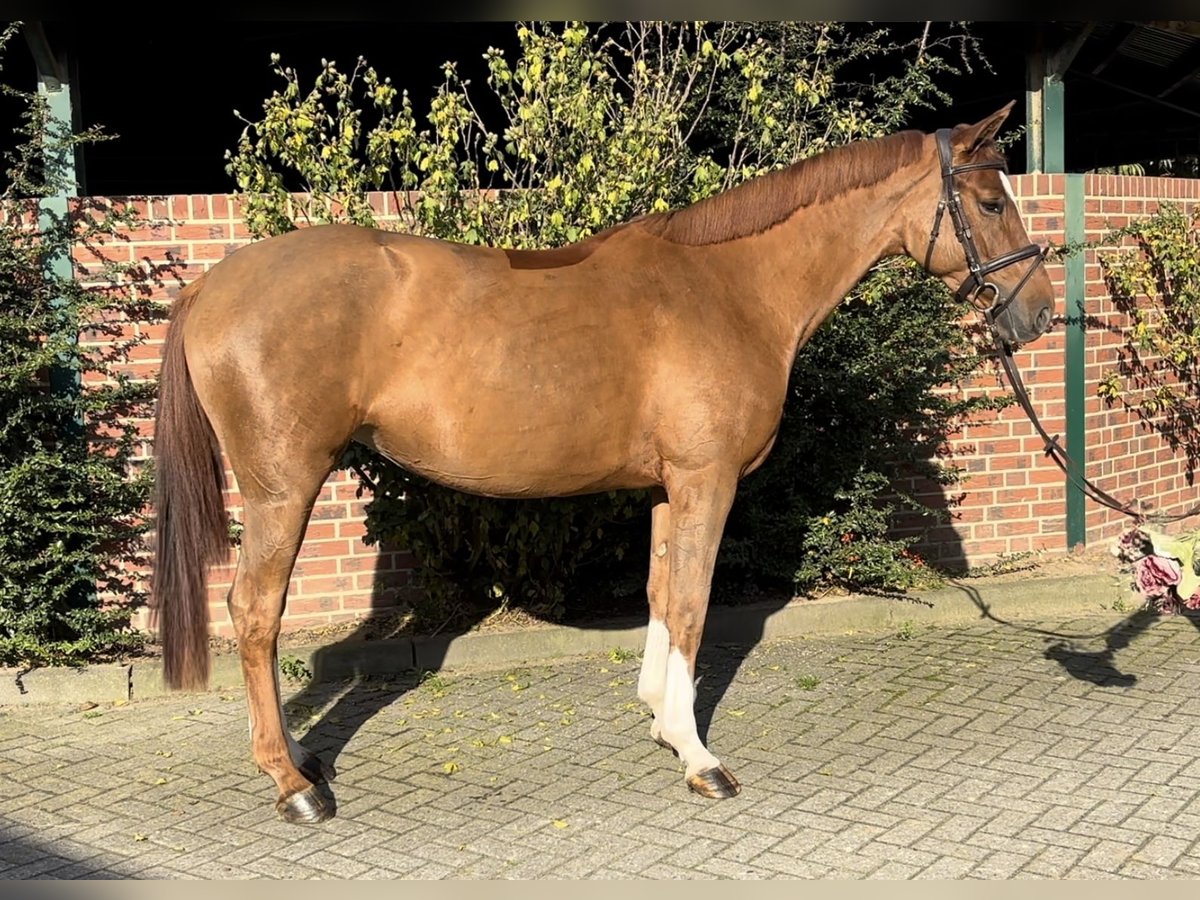 Oldenburg Giumenta 5 Anni 165 cm Sauro in Nettetal