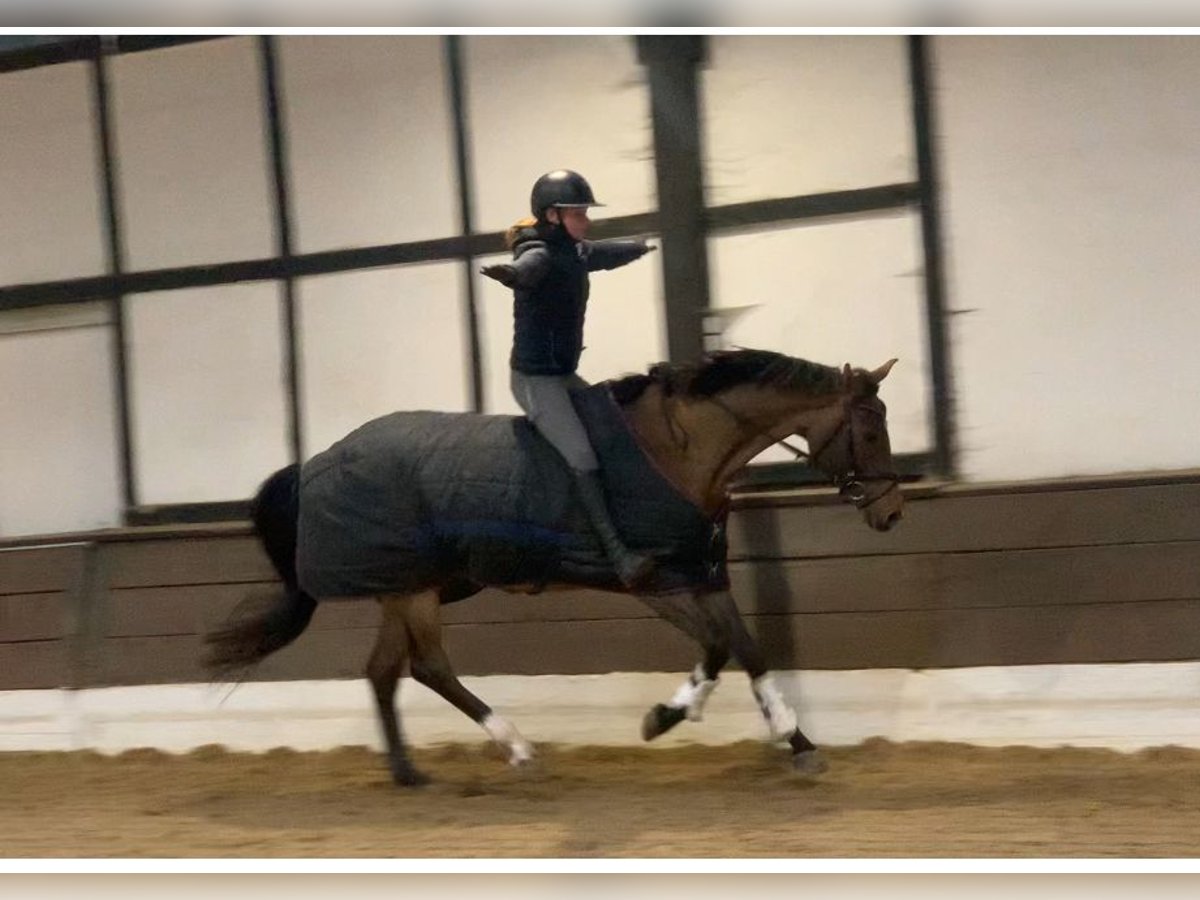 Oldenburg Giumenta 5 Anni 167 cm Baio in Verden (Aller)