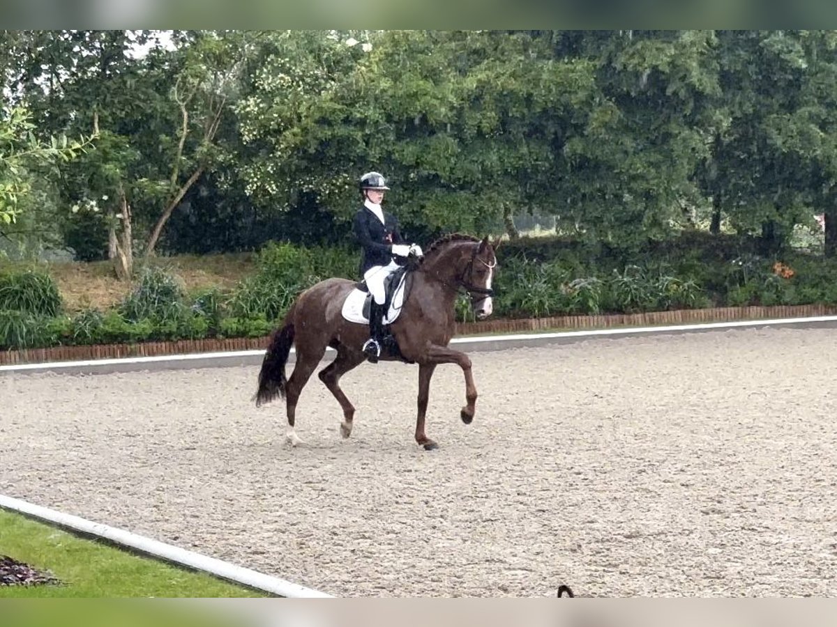 Oldenburg Giumenta 5 Anni 169 cm Sauro in Ganderkesee