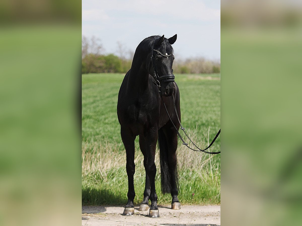 Oldenburg Giumenta 5 Anni 170 cm Morello in B&#xE9;k&#xE9;sszentandr&#xE1;s