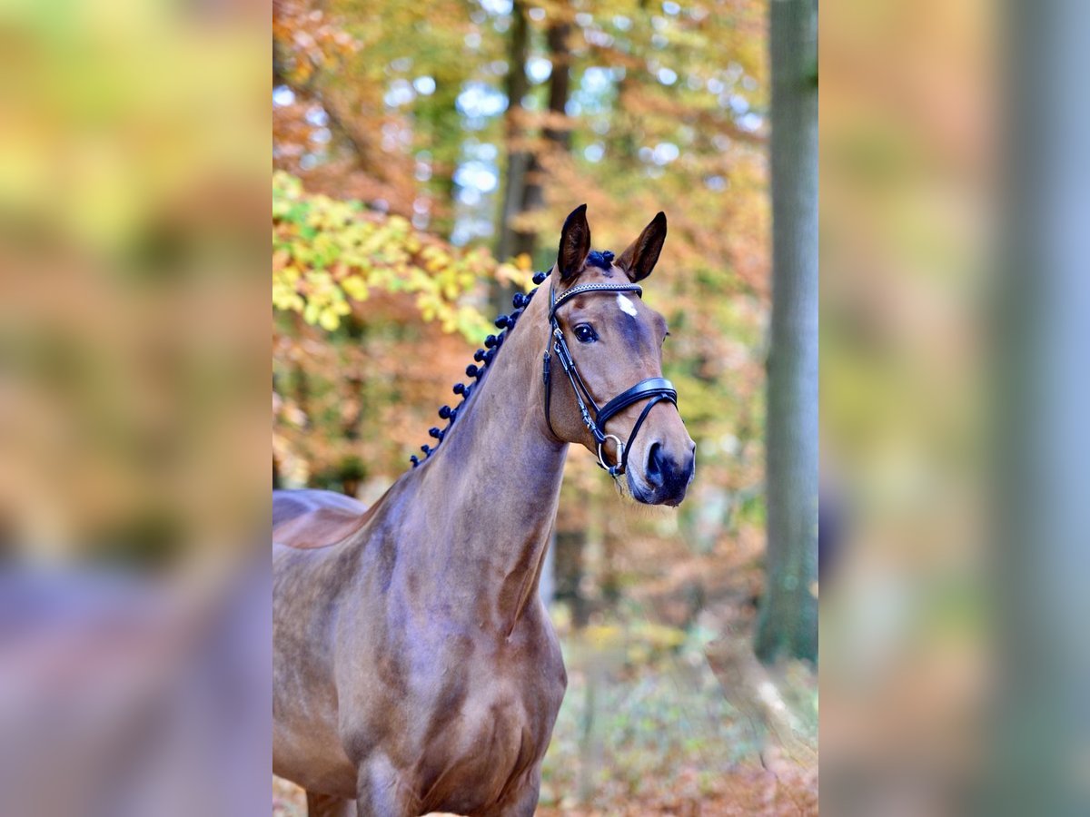 Oldenburg Giumenta 5 Anni 172 cm Baio in D&#xF6;tlingen