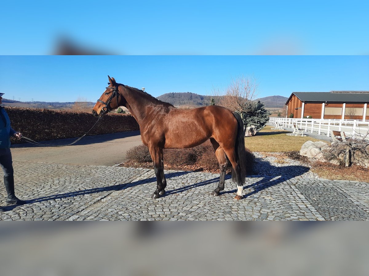 Oldenburg Giumenta 5 Anni 172 cm Baio in Heinersreuth