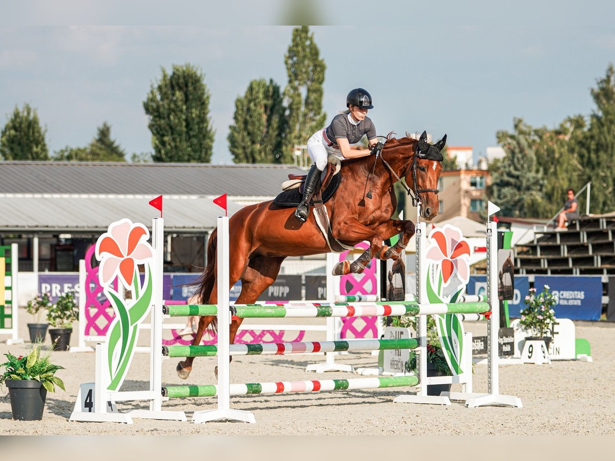 Oldenburg Giumenta 5 Anni 172 cm Baio scuro in Mote&#x161;ice