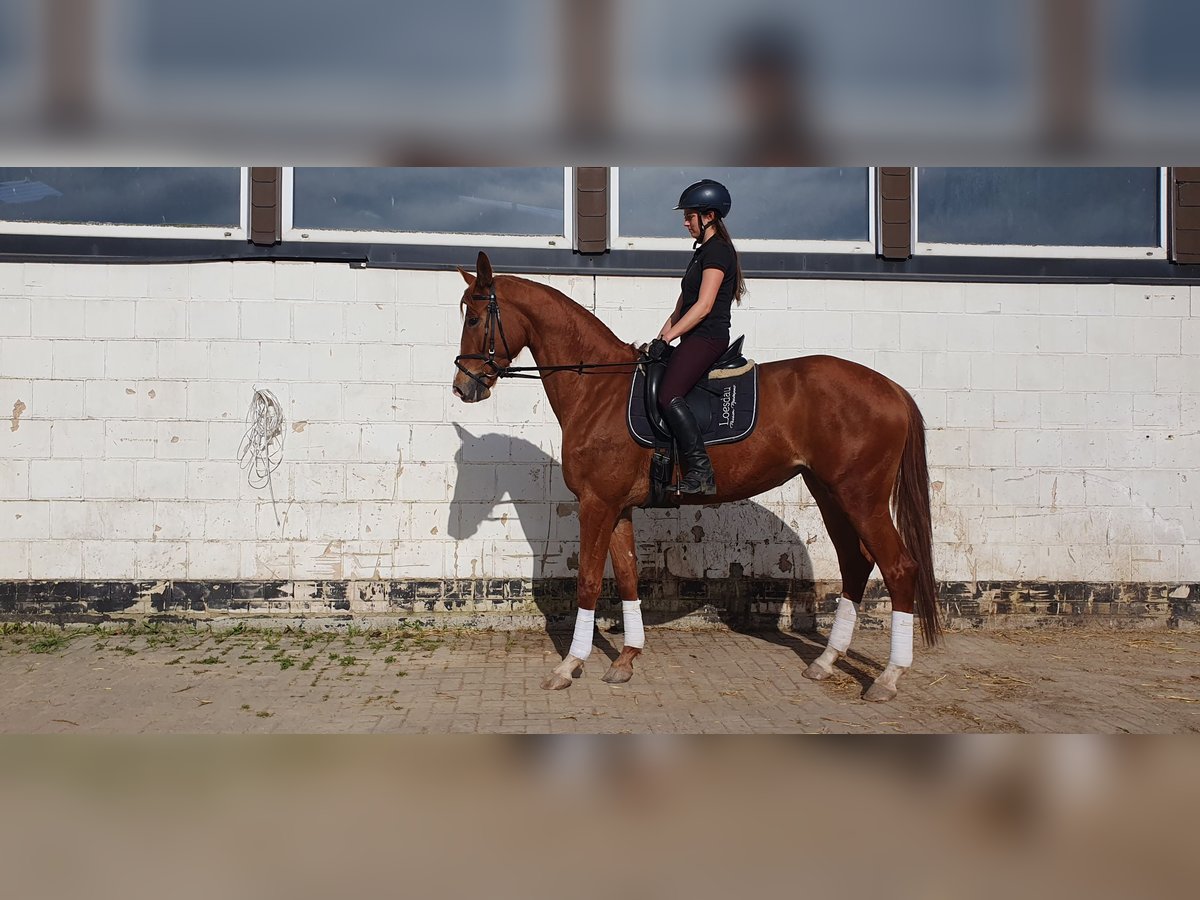 Oldenburg Giumenta 5 Anni 172 cm Sauro in Einbeck