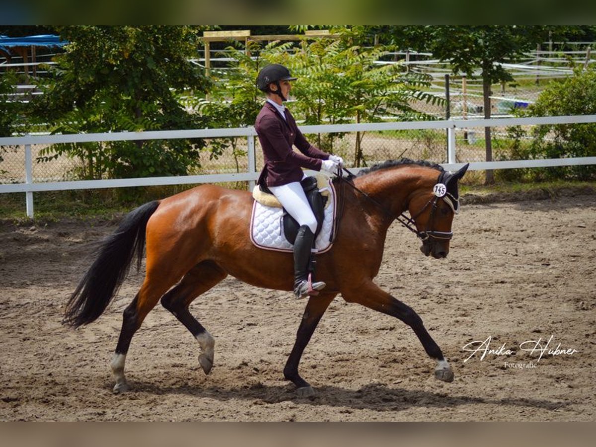 Oldenburg Giumenta 5 Anni 175 cm Baio in Hockenheim