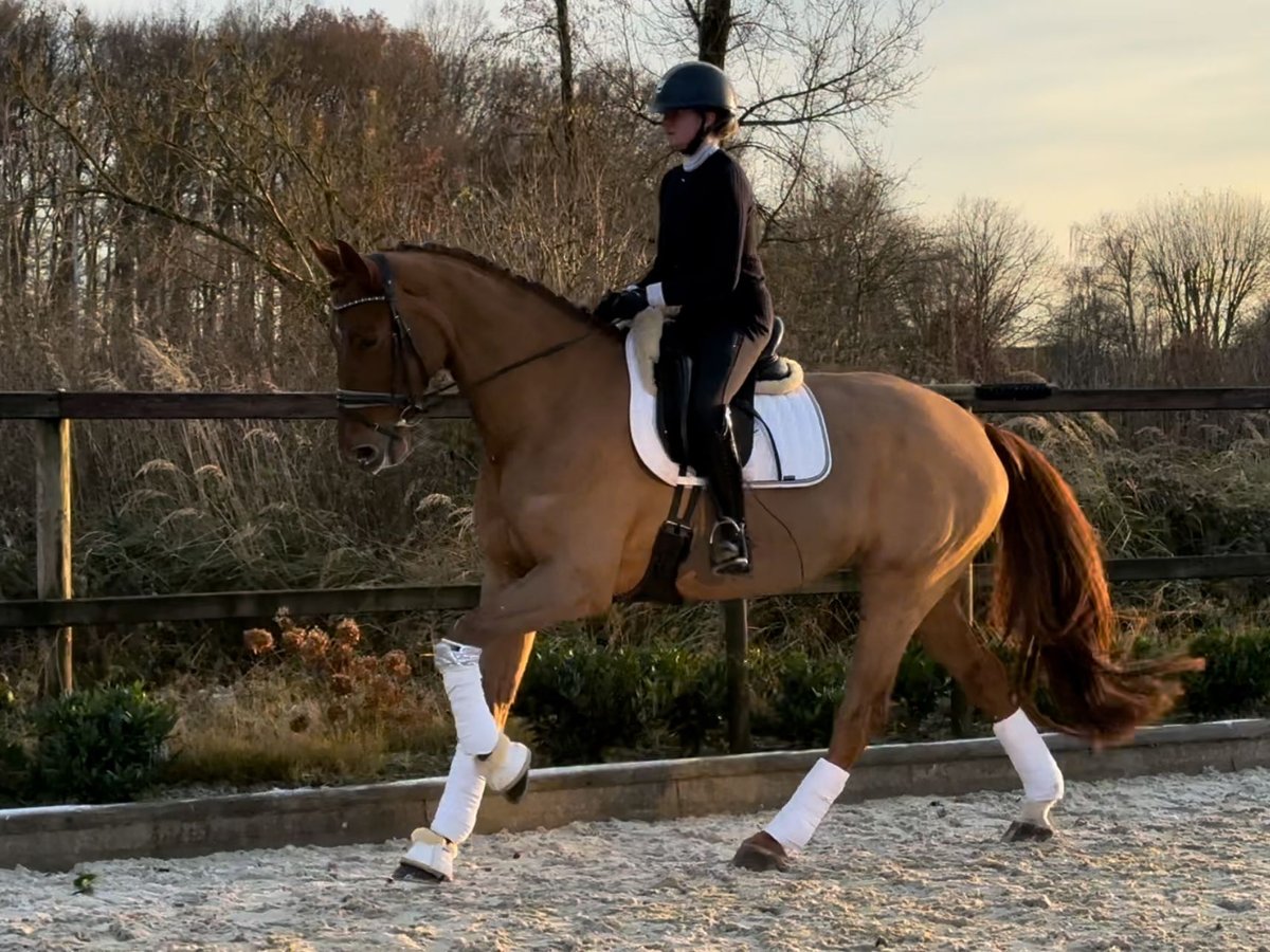 Oldenburg Giumenta 5 Anni 177 cm Sauro in Warendorf