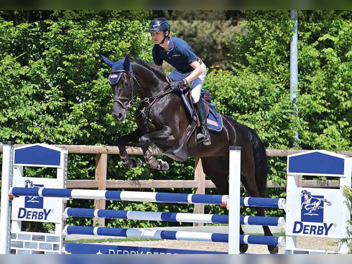 Oldenburg Giumenta 5 Anni Morello in Vechta