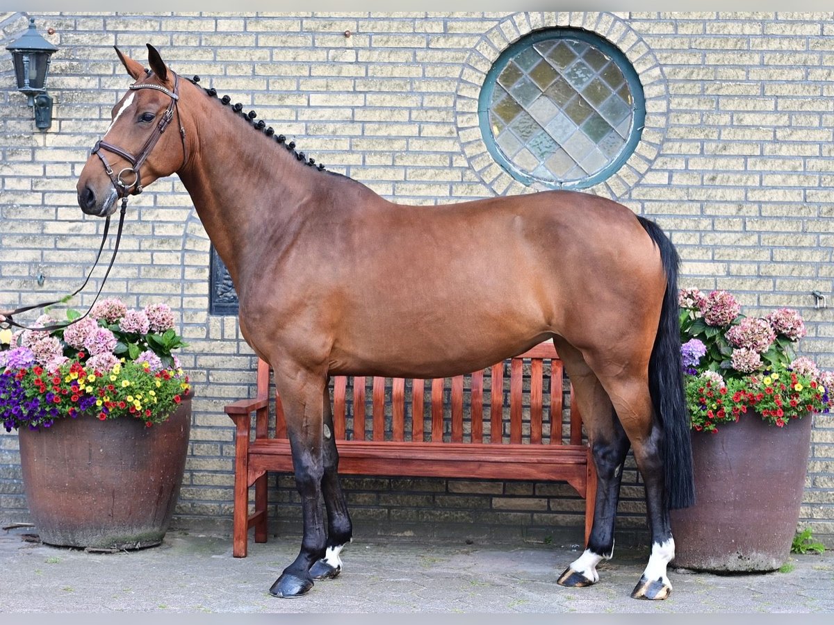 Oldenburg Giumenta 6 Anni 160 cm Baio in Wardenburg