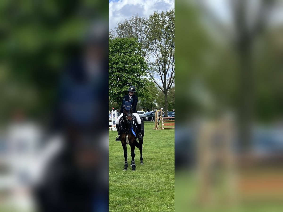 Oldenburg Giumenta 6 Anni 163 cm Baio in Dörpen