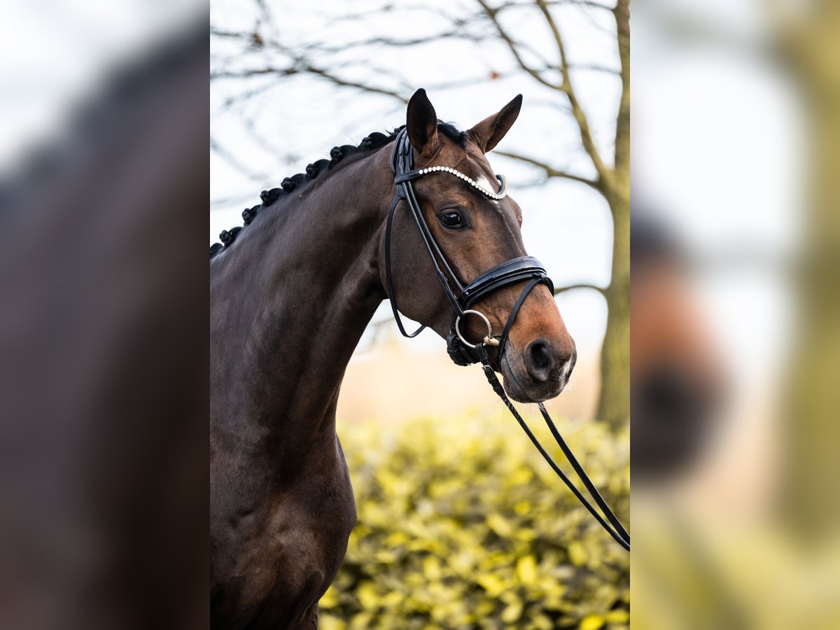Oldenburg Giumenta 6 Anni 164 cm Baio scuro in Horstmar