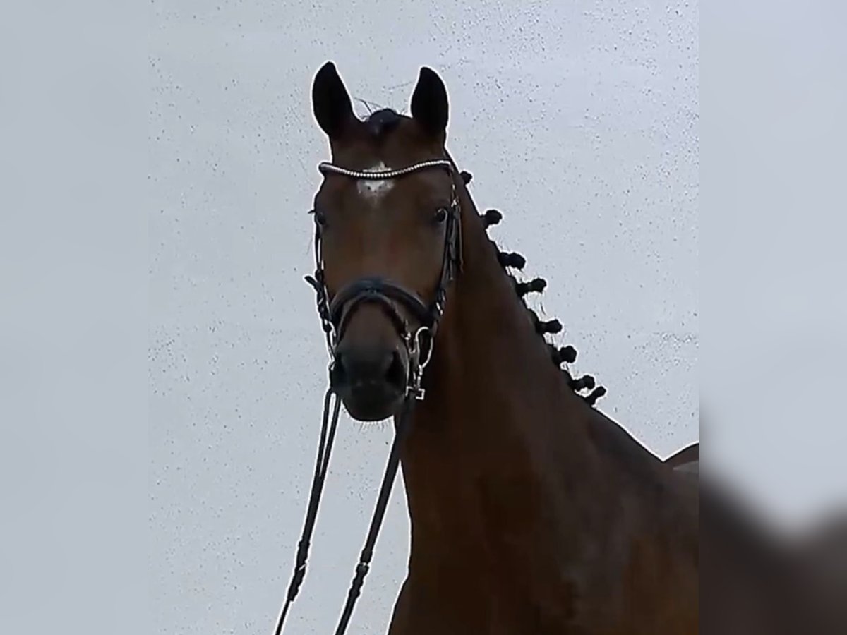 Oldenburg Giumenta 6 Anni 169 cm Baio in Ibbenbüren