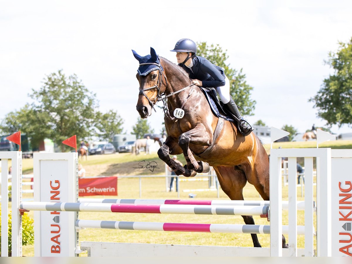 Oldenburg Giumenta 6 Anni 169 cm Baio nero in Kuhlen Wendorf