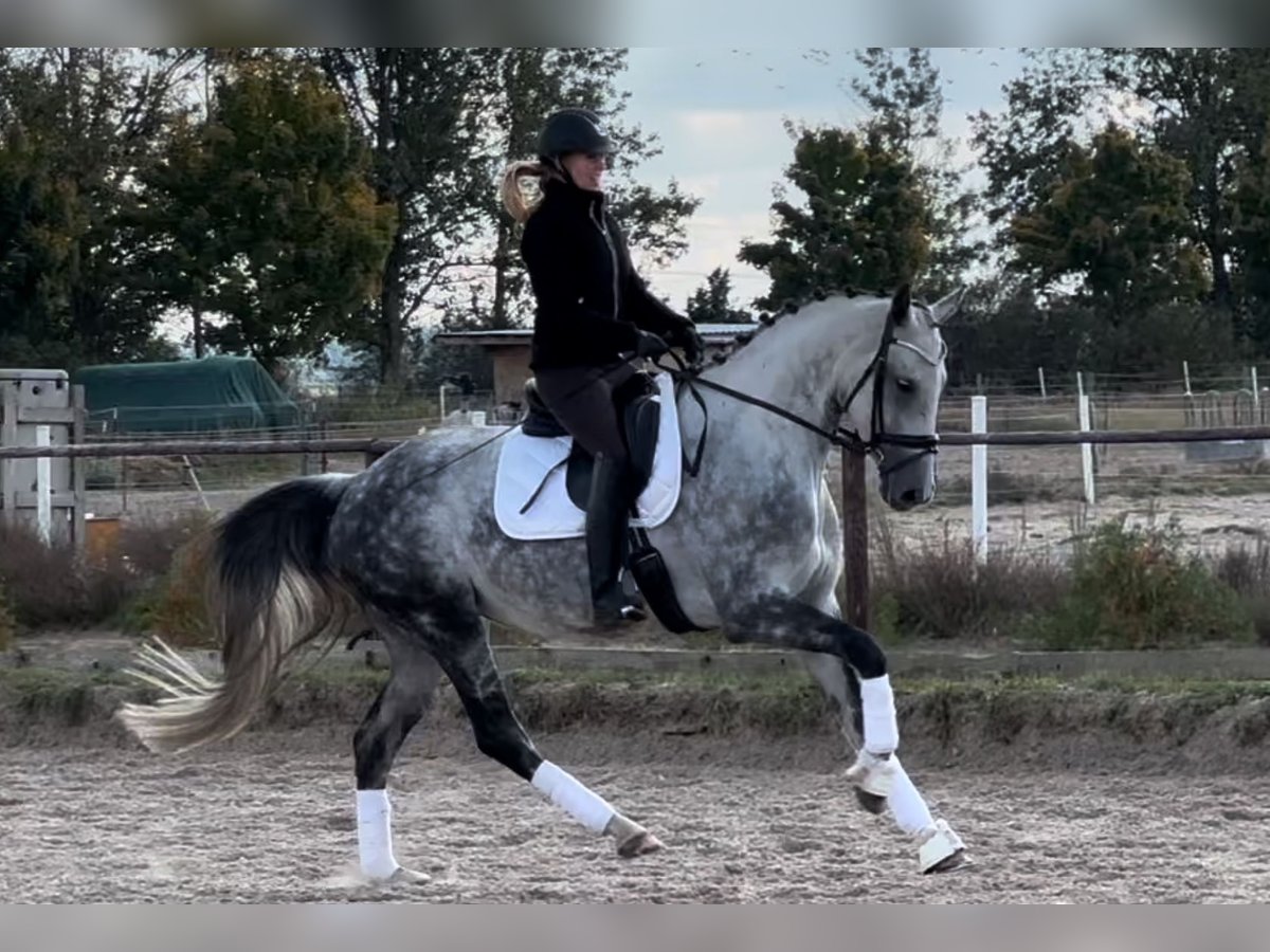 Oldenburg Giumenta 6 Anni 169 cm Grigio pezzato in Sch&#xF6;nwalde-Glien