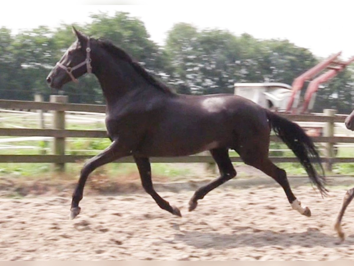 Oldenburg Giumenta 6 Anni 170 cm Morello in Cloppenburg