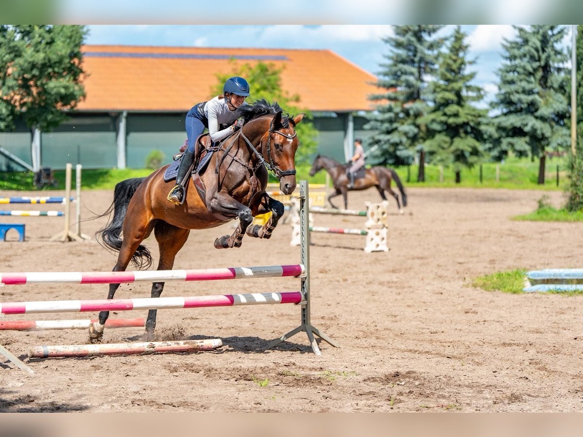 Oldenburg Giumenta 6 Anni 172 cm Baio scuro in Sch&#xF6;nwalde-Glien