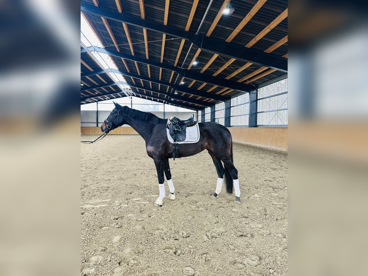 Oldenburg Giumenta 6 Anni 174 cm Baio nero in Hohenhameln