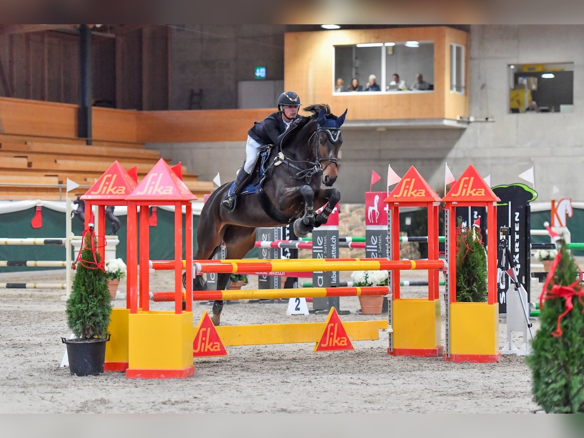 Oldenburg Giumenta 6 Anni 175 cm Baio scuro in Regensdorf