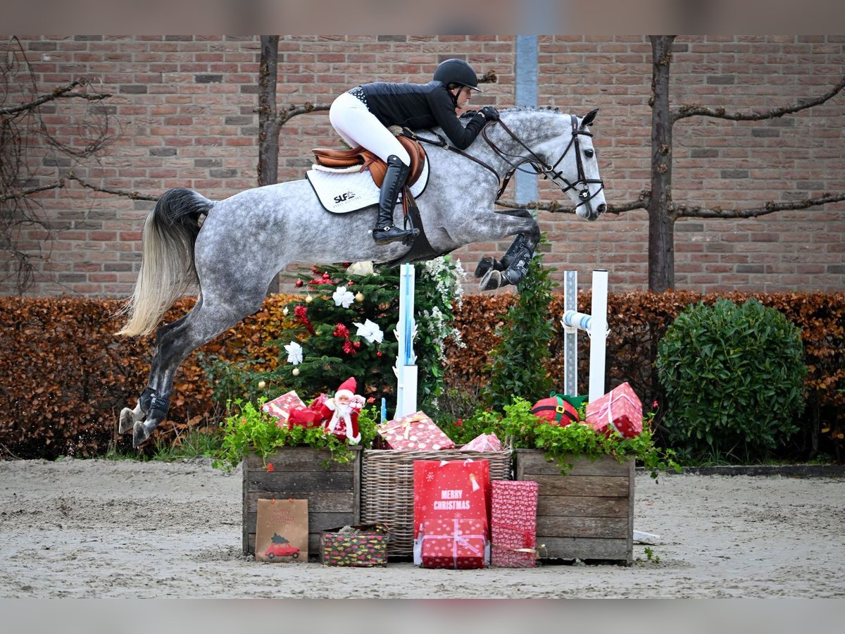 Oldenburg Giumenta 6 Anni Grigio in Bladel