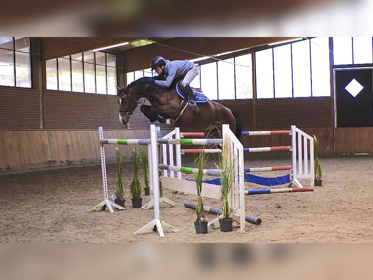 Oldenburg Giumenta 7 Anni 165 cm Baio in Ankum