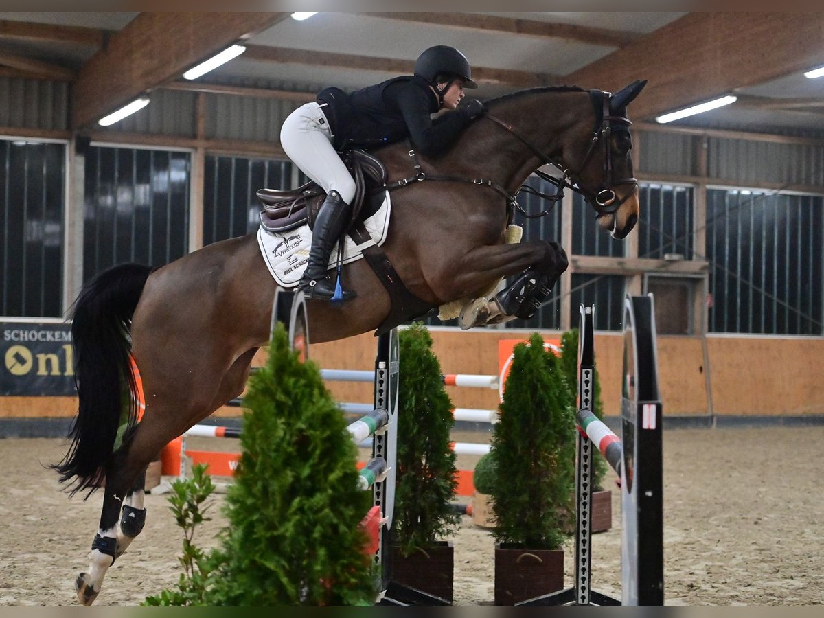 Oldenburg Giumenta 7 Anni 165 cm Baio scuro in Steinfeld (Oldenburg)