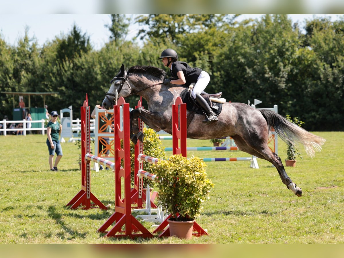 Oldenburg Giumenta 7 Anni 165 cm Grigio in Ahrensburg