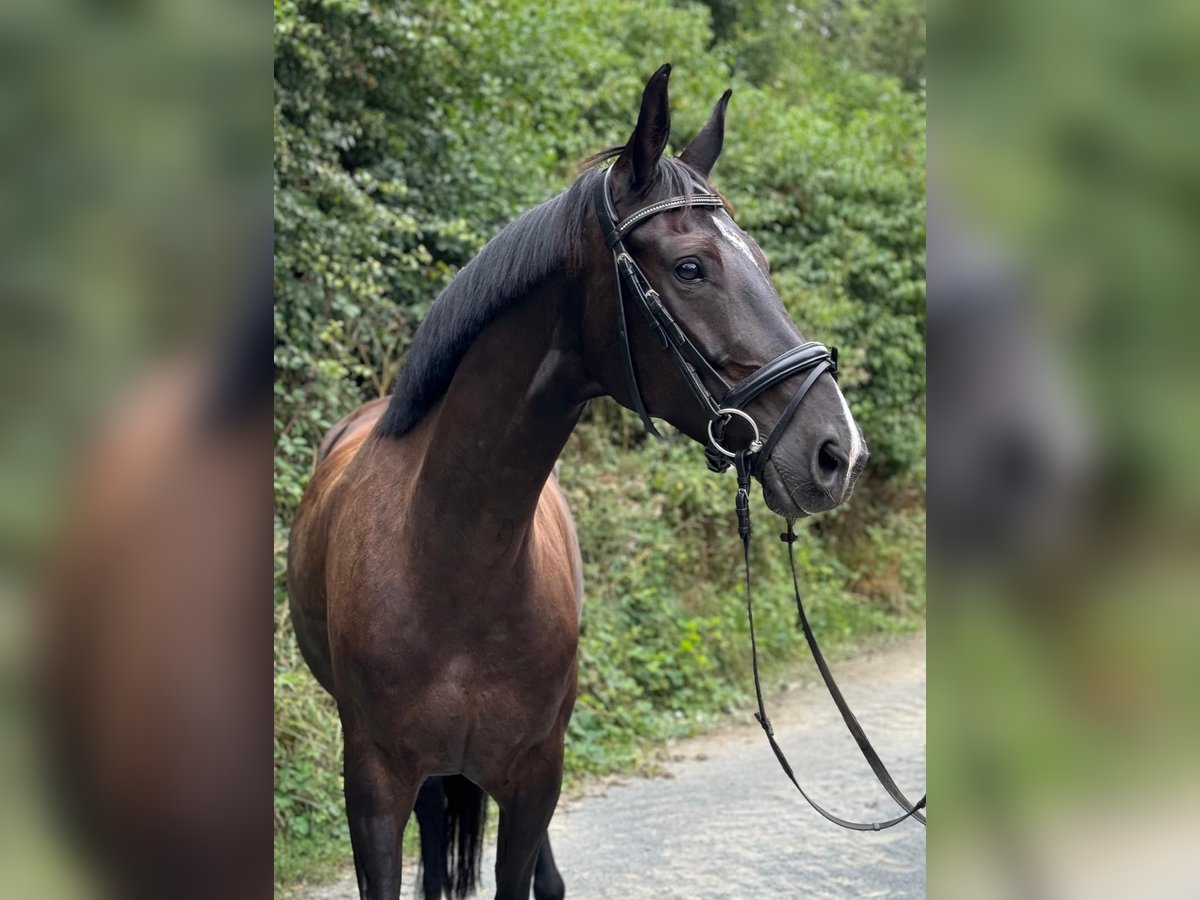 Oldenburg Giumenta 7 Anni 167 cm Baio nero in Villmar