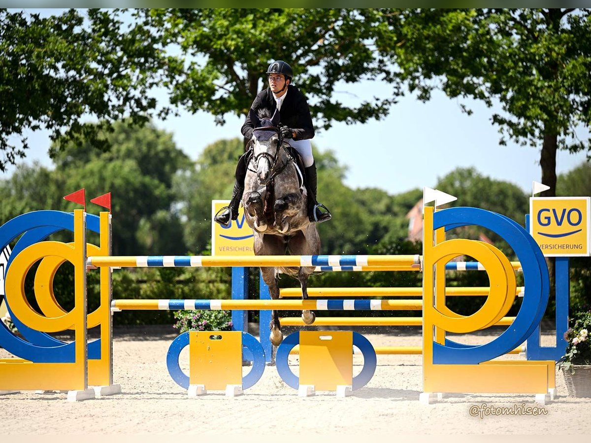Oldenburg Giumenta 7 Anni 168 cm Grigio pezzato in Ganderkesee