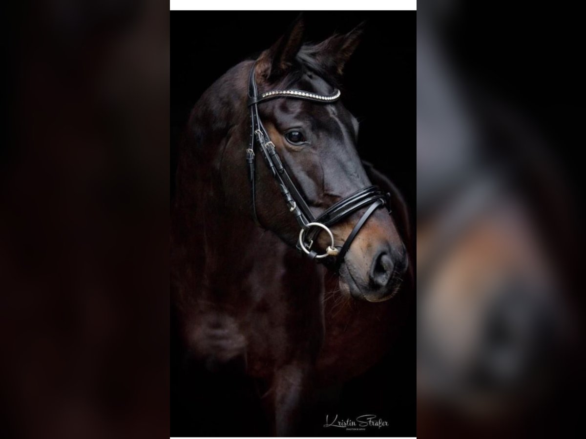 Oldenburg Giumenta 7 Anni 170 cm Baio nero in MainbernheimMainbernheim