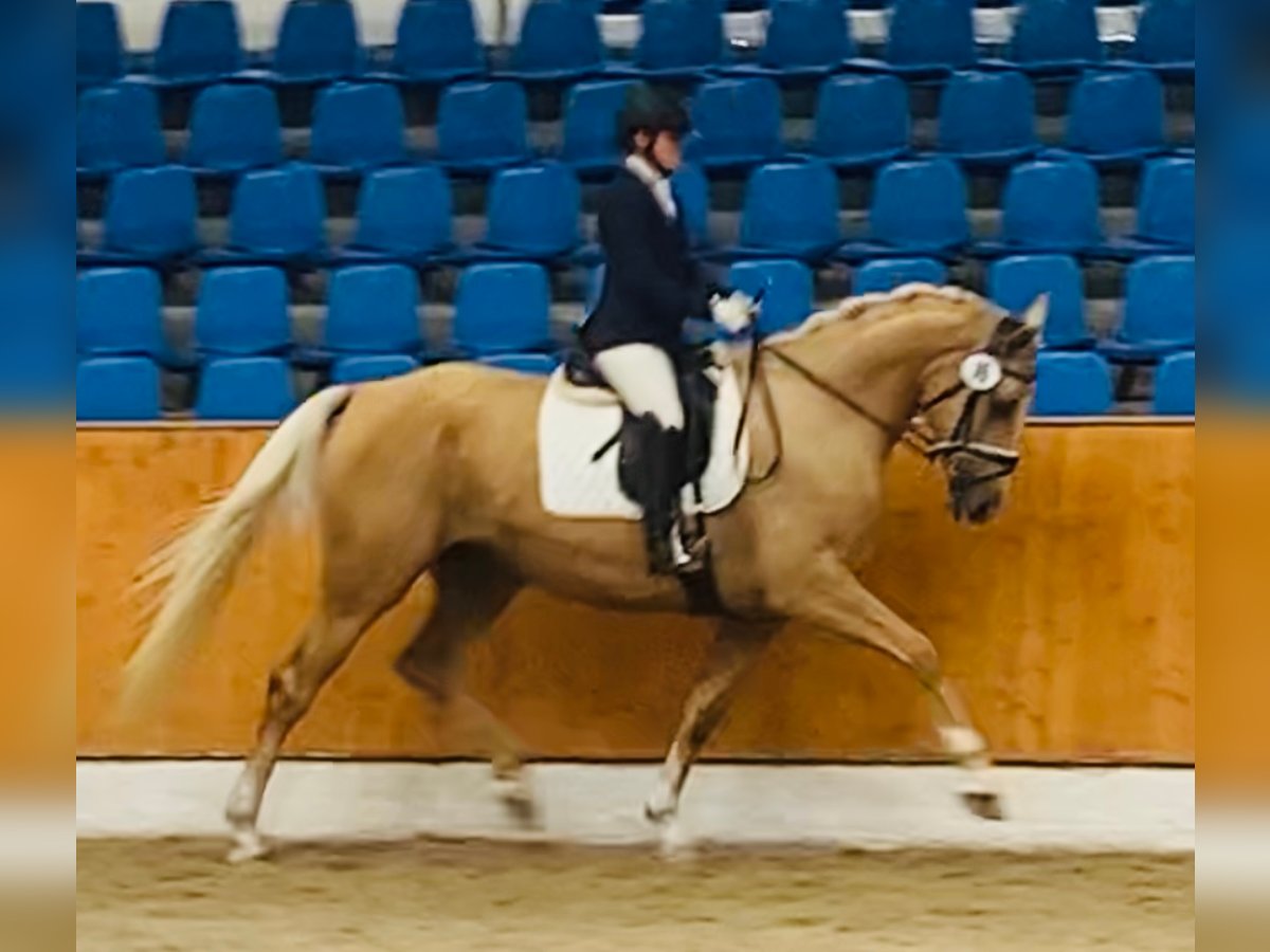 Oldenburg Giumenta 7 Anni 170 cm Palomino in Sottrum